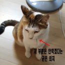 떼껄룩?? 고양이 카짓 Take a look