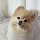 도그보니타 이미지