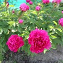 안동시내 작약거리에 작약꽃이 활짝 피어 아름다움을 선사 이미지