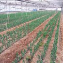 상신농장 이미지