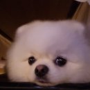 송산그린 펫 | 화성 새솔동/송산그린시티 애견용품점 강아지사료, 간식, 장난감 구경하고 살 수 있는 펫마트 방문후기