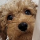 양주 강아지유치원 &#34;브루하하&#34; 첫 등원🐶
