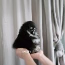 개츠비 켄넬 이미지