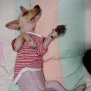 개편한집 이미지