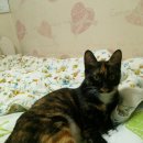 보라매동-17 이미지