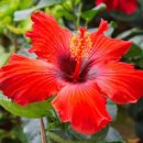 히비스커스 효능 안좋은점 히비스커스차 다이어트 차 이미지