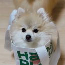 유폴 애견셀프목욕, 애견미용, 애견용품 직영점 이미지