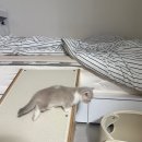 개이쁜냥 | 초보집사 첫 궁디팡팡 | 2025년 12월 궁디팡팡 | 먼치킨 용품 추천 | 궁디팡팡 오픈런