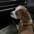 애니피아동물병원 이미지