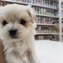 야옹아 멍멍해봐 강아지고양이 충남서산점 이미지