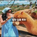 선라이즈투어