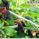 용계농장 이미지