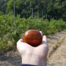 쇠똥구리 농장 이미지