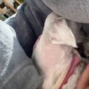 장원오리백숙 매생이국밥 | 싼타페 하이브리드 가족 드라이브 코스 : 영천 오리백숙, 하양 스페이스 임원