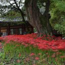 불갑사관광지 이미지