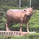 세연한우암소