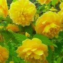 구로-구로-구로-1576 이미지