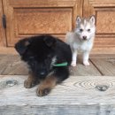 셰퍼트 분양 | 전남광주 셰퍼트/허스키분양후기<대형견분양>천안핫도그