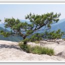 흙과소나무 이미지