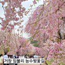 거창군남상면임불보건진료소 | 경남 거창 능수벚꽃 명소 임불리 능수벚꽃길 실시간 개화 주차정보 서두르세요.