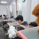 영천애견미용 이미지