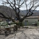 앞들서3로 느티나무길 | 부모님 모시고 가기 좋은 가수원동 맛집 느티나무집, 시래기 솥밥정식 후기