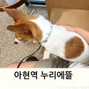 서울종합동물병원방배 | 아현역 누리에뜰 동물병원 심장사상충 강아지 발톱 후기