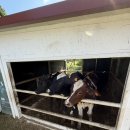 도일목장 이미지