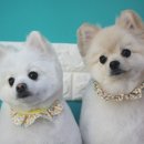 샤워하개 이미지