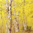 자작나무 이미지