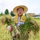 괴산군, 9일 친환경 첫 벼 베기 실시...풍년기원! 이미지