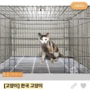 요즘 퍼지고 있는 롱노즈 고양이밈) 길고양이들이 대부분 못생겨져 버린 이유 ㅠ 이미지