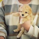 도그바이러스 이미지