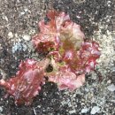 귀거래가든 이미지