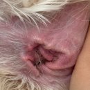 항플러스병원 | 강아지 귀 세정제 추천｜베테리신 플러스 VF 귀 세정제 사용 후기 및 세정 방법