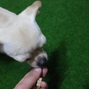 펫띠아모