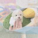 김천축산농협 동물병원 | 김천 강아지입양 말티슈 천사가 우리 집에 온 후 생긴 일!