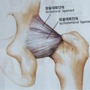 오십견&amp; 무혈성괴사 &amp;충돌중후군 원인및증상 그리고 치료방법 이미지