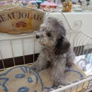 펫토이동물병원 이미지