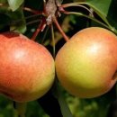 길림농장 이미지