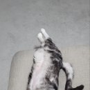 신정족발