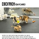 엔젤짐 반려견 아카데미 이미지