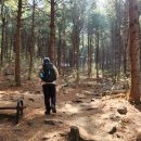 달래달래 진달래 보러 천주산 고고(25.04.09)