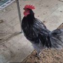 홍성청계닭농장 | 홍성에서 키우는 청계 닭, 힘이 다르다