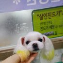 피닉스애견미용 네이버블로그