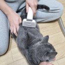 [고양이브러쉬]고양이 털관리 걱정 끝! &#39;펫케어 그루밍세트&#39;고양이 집사 기절.. 강아지 집사도 강추템