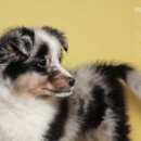 덕수네애견 이미지