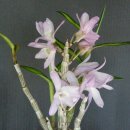 연분홍약국 이미지