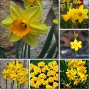 오는 1월 2일의 꽃말은 -- 노랑수선화 ( Narcissus Jonquila ) -- 입니다 이미지