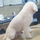 탑시저링 | 애견미용 109일차-푸들 닭발+몸 빡드라잉&치핑 시저링+얼굴컷